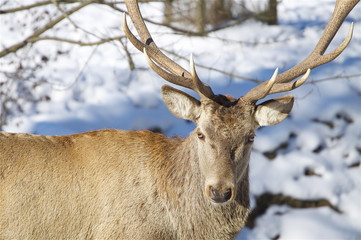 Hirschportr&auml;t im Winter
