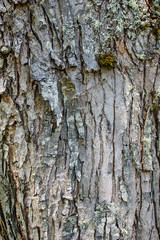 Rough tree bark pattern for use as texture
