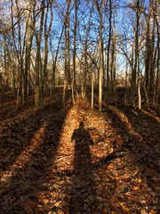 Early Spring Shadows