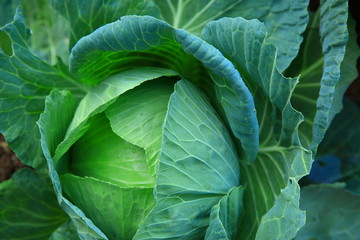 Fototapeta na wymiar green cabbage in growth at vegetable garden 