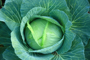 Obraz premium green cabbage in growth at vegetable garden 