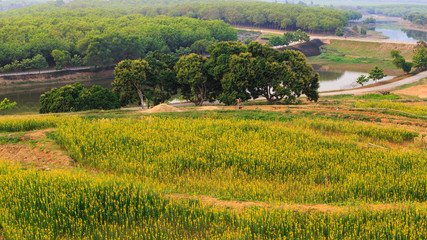 Fototapeta na wymiar Green tea field plantation in thailand