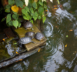 High angle view of tortoises on stone at Allan Gardens, Toronto