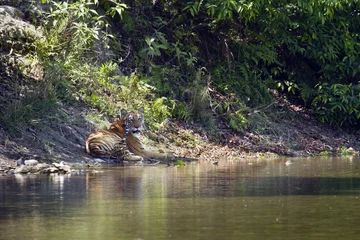 Plexiglas foto achterwand Wilde Bengaalse tijger in Bardia, Nepal © PACO COMO