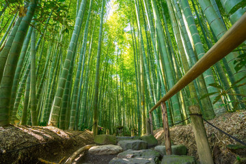 竹林