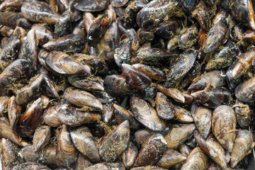 Full frame of mussel for sale at a market stall, La Boqueria