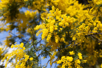 Naklejka na ściany i meble Close-up of yellow flowers on Acacia Tree