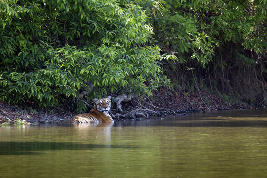 Wild Bengal Tiger In Bardia, Nepal