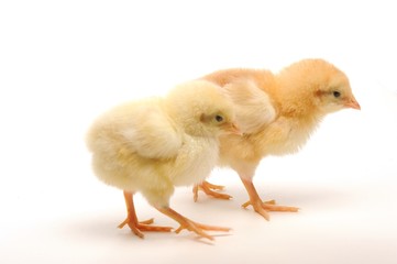 Cute little chicks isolated on white background