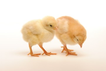 Cute little chicks isolated on white background