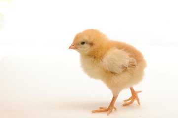 Cute little chick isolated on white background