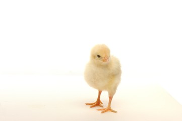 Cute little chick isolated on white background