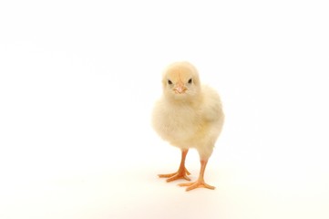 Cute little chick isolated on white background