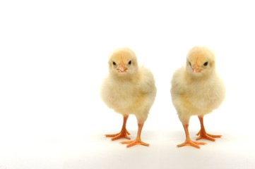 Cute little chicks isolated on white background