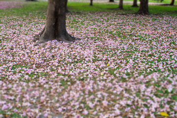 Flower of pink trumpet tree falling on ground