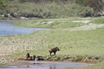 Wild boar in Bardia, Nepal