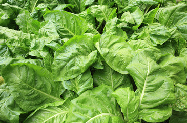 sliverbeet grow in vegetable garden 