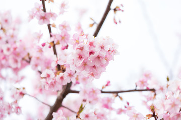 河津桜