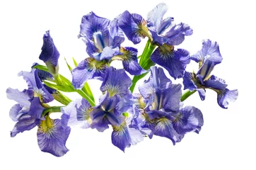 Papier Peint photo Lavable Iris Bouquet drapeau bleu ou fleur d& 39 iris isolé sur fond blanc