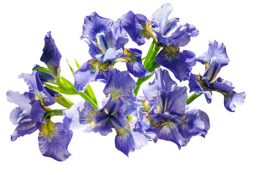 Bouquet blueflag or iris flower Isolated on white background