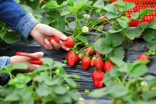 young asian woman hands picking strawberry in field