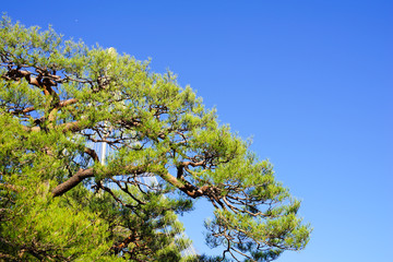 六義園の松と青空