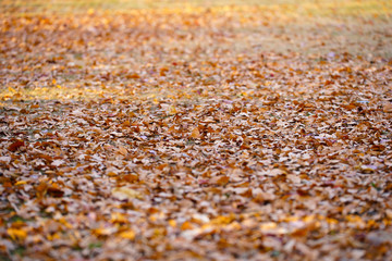 落ち葉のじゅうたん