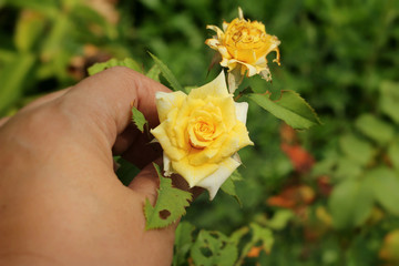 Rose beautiful at the nature in hand