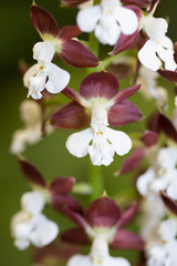 Obraz premium エビネの花