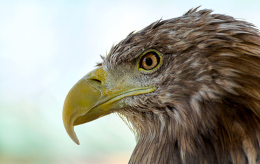 head of an eagle