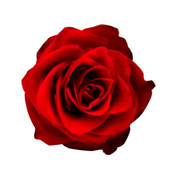 Realistic Red Rose High Quality Vector Illustration