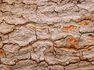 tree bark texture