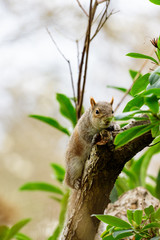 Grey squirrel in a tree