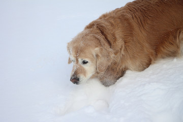 Dog on snow