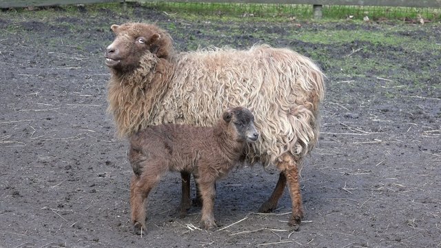 Schaf und Lamm auf der Weide