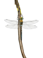 migrant hawker
