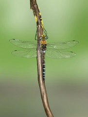migrant hawker