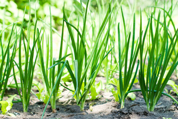 Garden Greens. Garden Harvest. Healthy Food