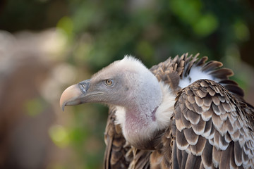 vautour