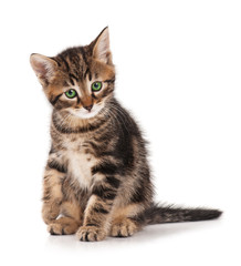 Obraz premium Siberian kitten