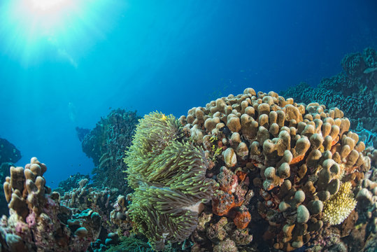 Fototapeta nurkowanie w kolorowej rafie podwodnej