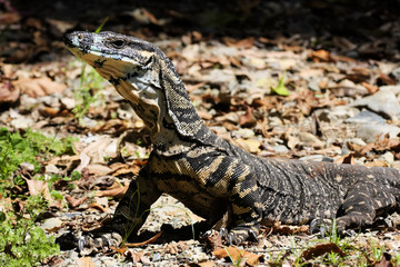 Head monitor, Varanus rosenbergi