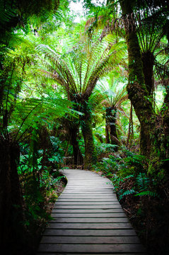 Maits Rest Rainforest Trail on Great Ocean Road, Australia