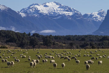 Fototapeta na wymiar Lambs in New Zealand