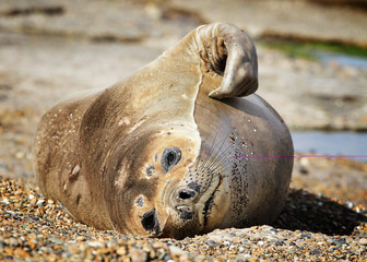 Baby elephant seal