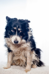 dog in studio looking a little bit sad