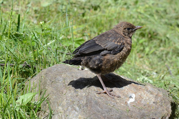 uccello uccelli tordo 