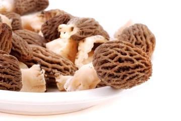 Morchel, Morchella