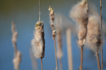 typha latifolia