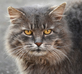 Naklejka na ściany i meble Close up portrait of a grey cat